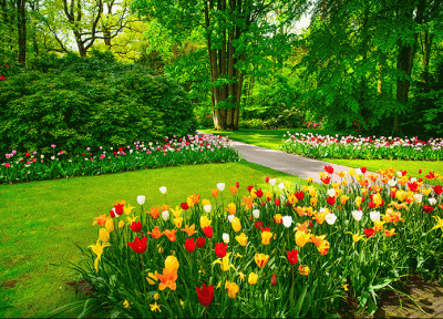 دشت لاله های استان البرز