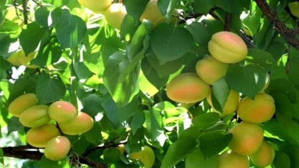 فراوری سالانه 420 هزار تن محصولات باغی در استان اردبیل